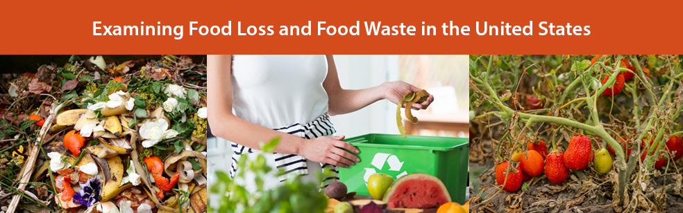 Examining Food Loss and Food Waste in the United States